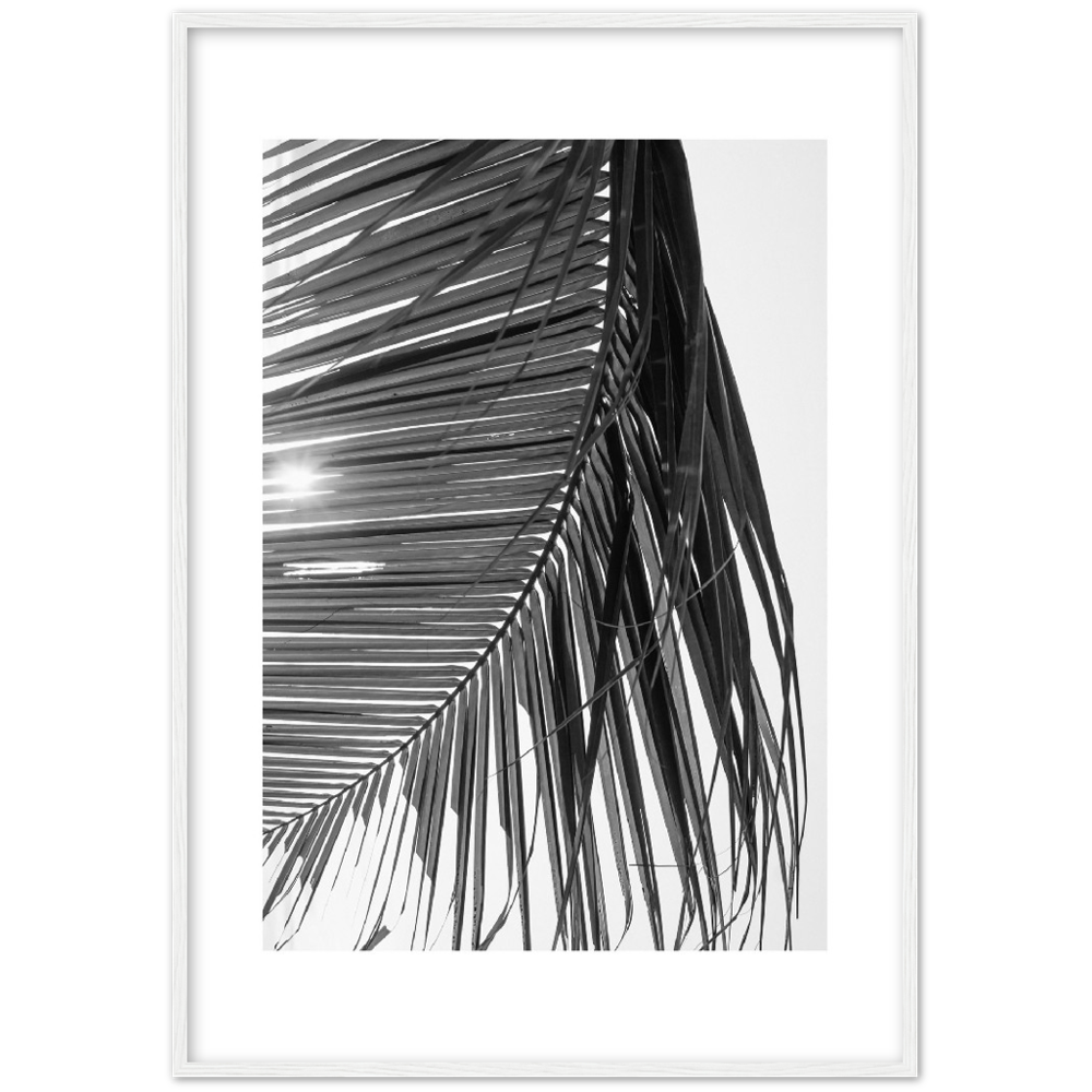 SUN PALMERA