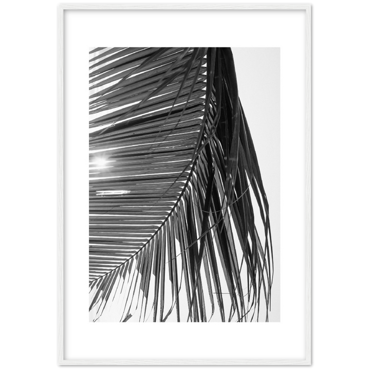 SUN PALMERA