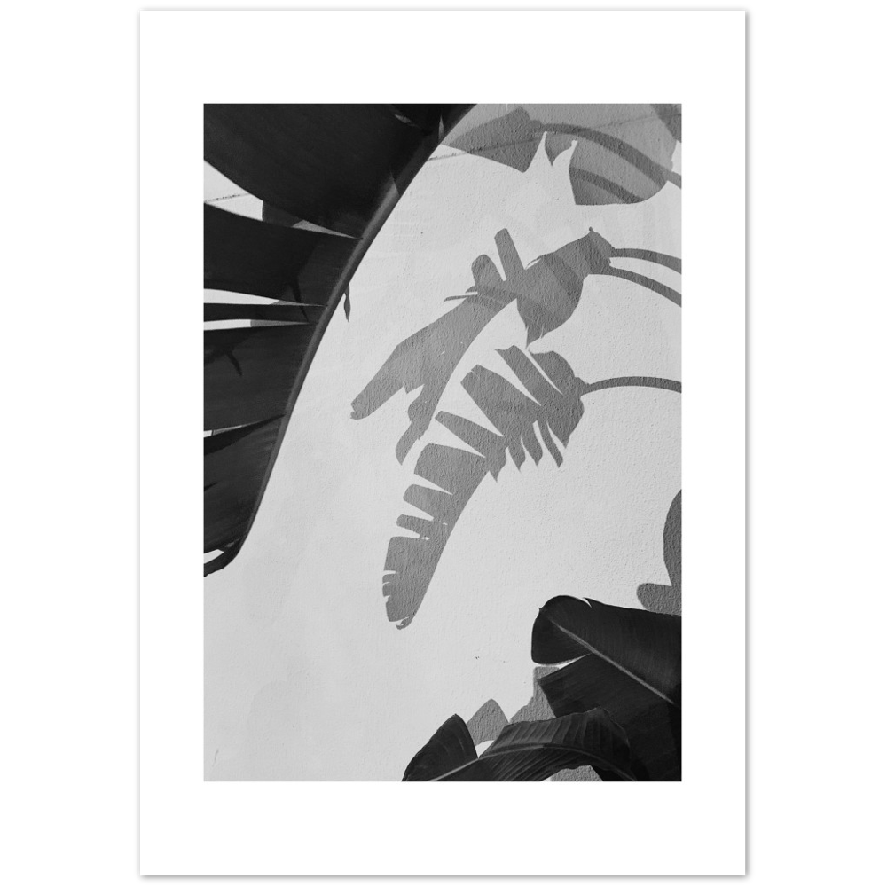 PALM SOMBRA