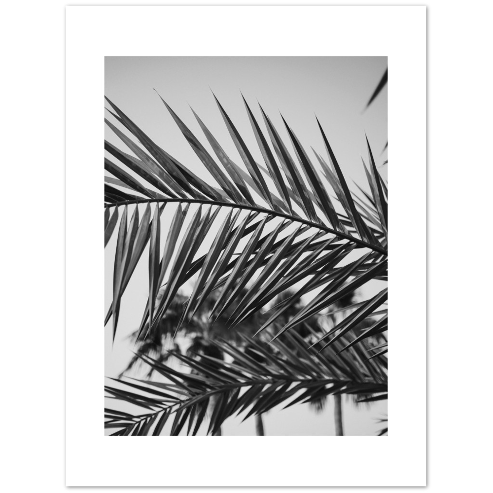 RAMAS PALM