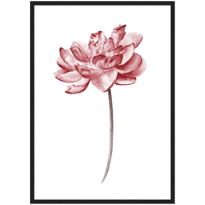PEONIES III