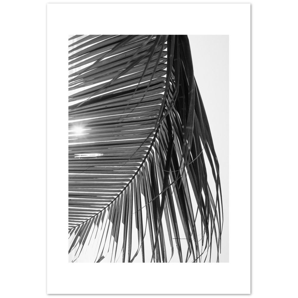 SUN PALMERA