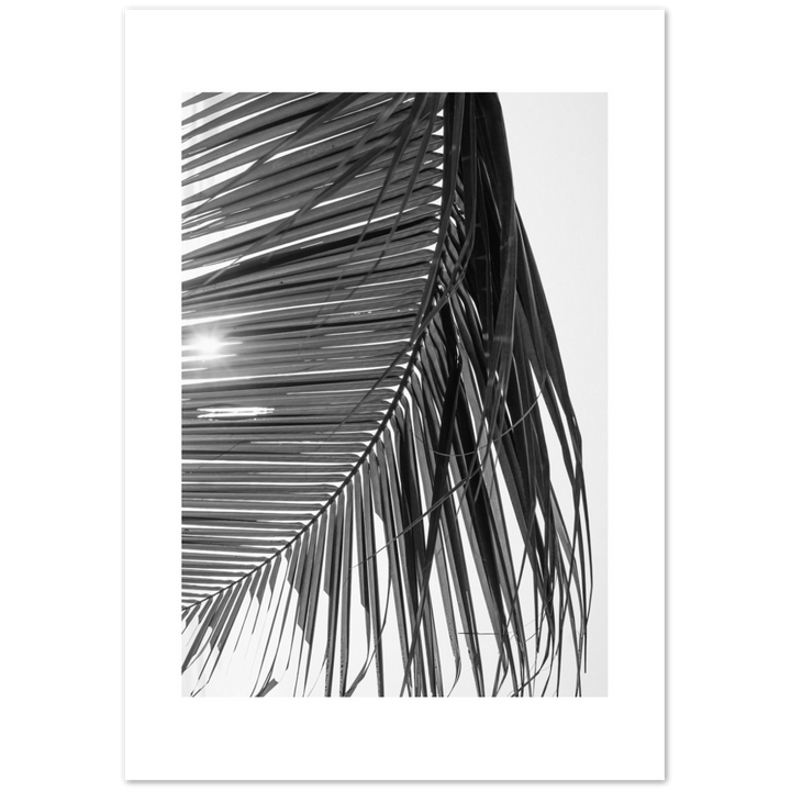 SUN PALMERA