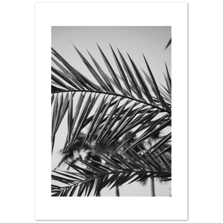 RAMAS PALM
